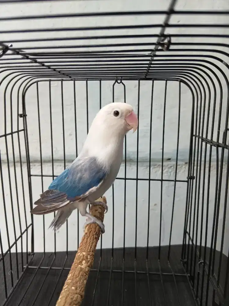Lovebird Biola Euwing Blue Betina Dewasa.
