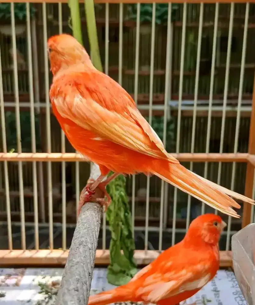 Sepasang kenari merlok siapan