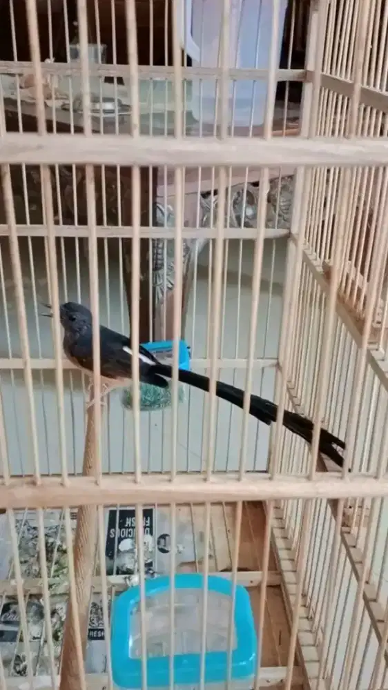 Murai batu medan betina ekor panjang siapan