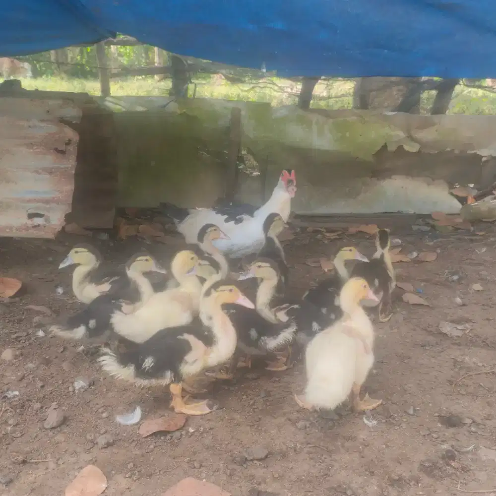 Ank jumbo ph BPK p 100 cm