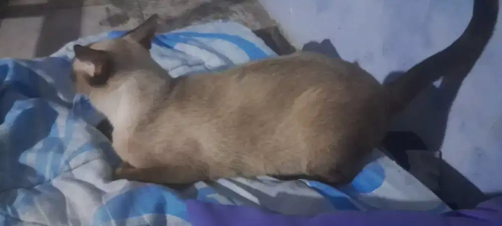 Jual kucing siam indukan kucing dan 3 anaknya