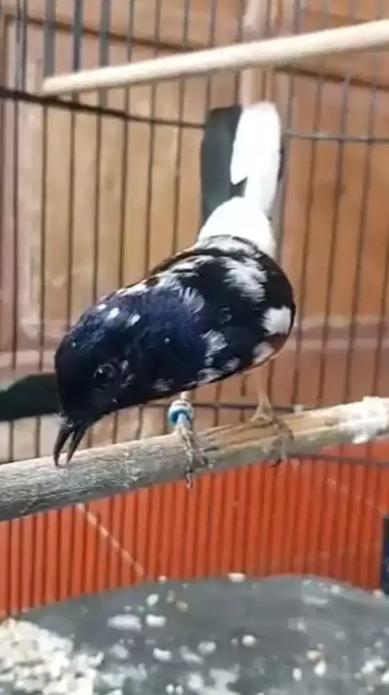 Jual murai batu brolok gacor