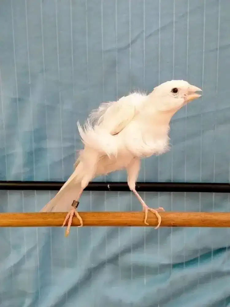 Kenari SDF jantan import gacor