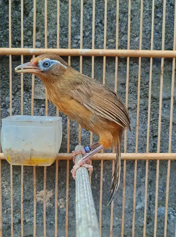 Paud wambie jantan ternakan bodi besar