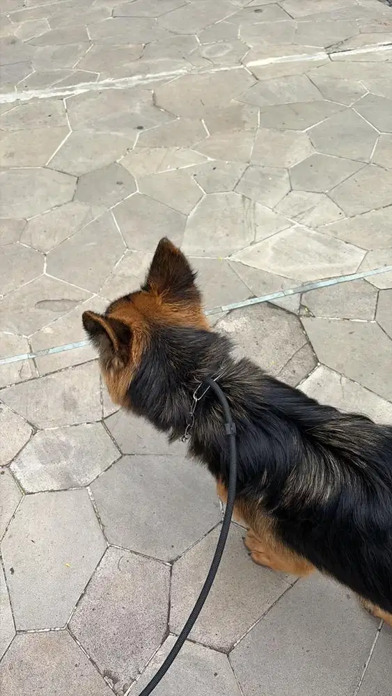 Di cari art dan mengurus anabul tidak ada baby