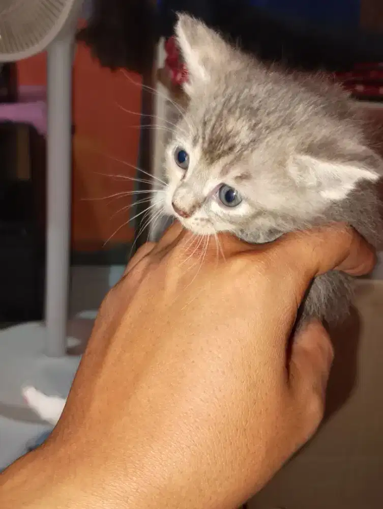 Open adopsi kucing sehat