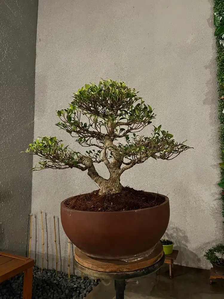 Bonsai Beringin Kimeng