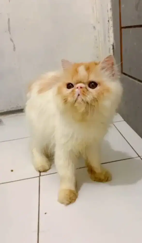 Lepas adopt Peaknose jantan