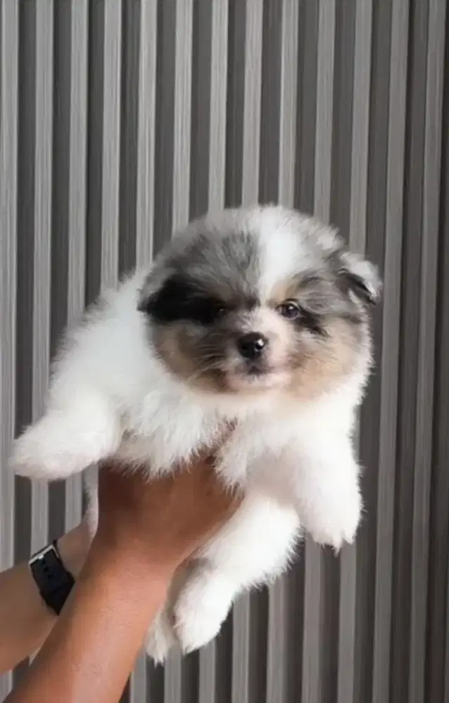 Party pom merle male