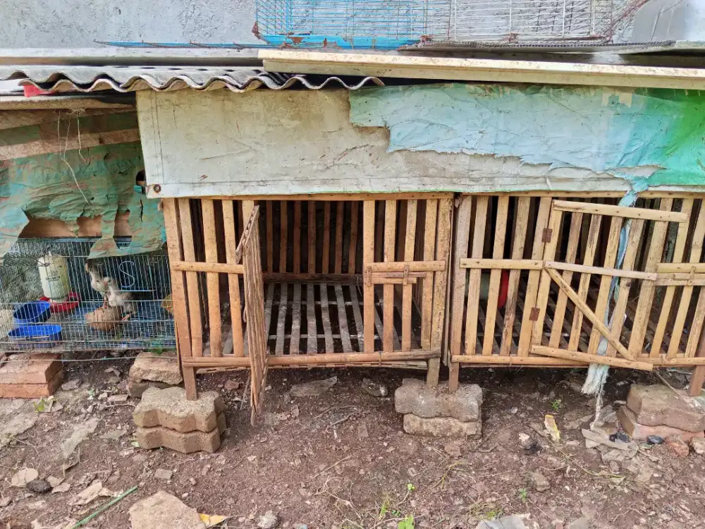Kandang ayam bambu dan kotak besi