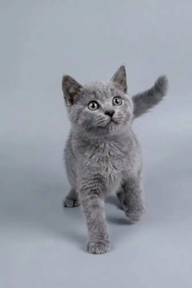 BSH Blue Betina Line Ped Tica