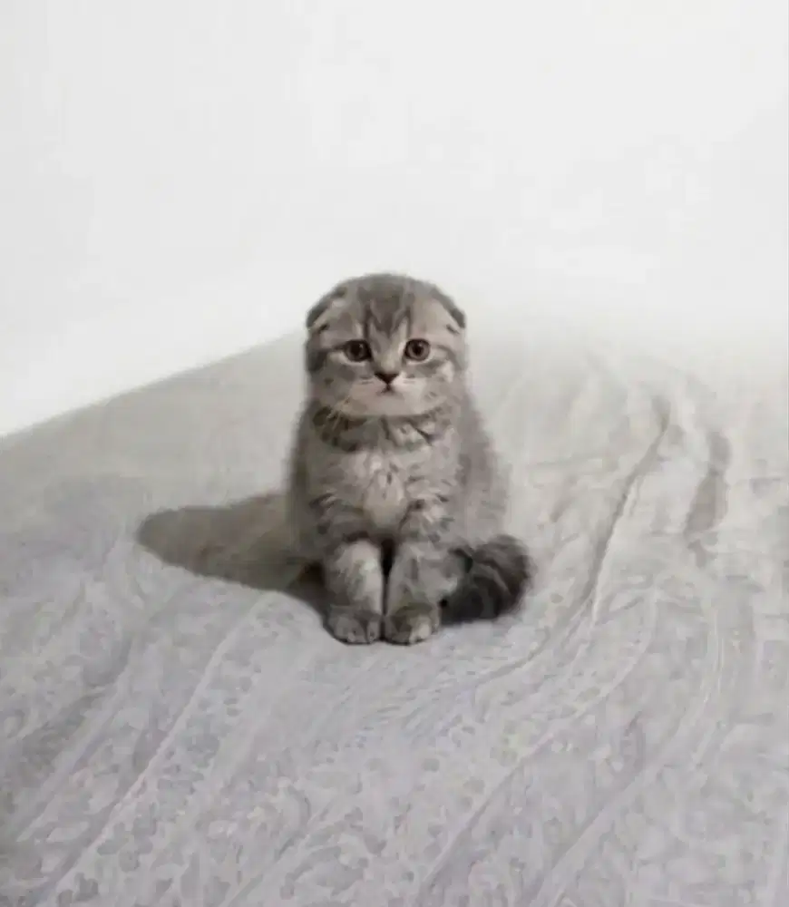 Triple Fold Male Silver tabby Line Import