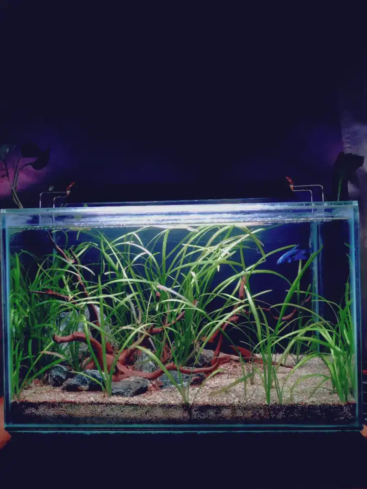 Aquarium tema aquascape