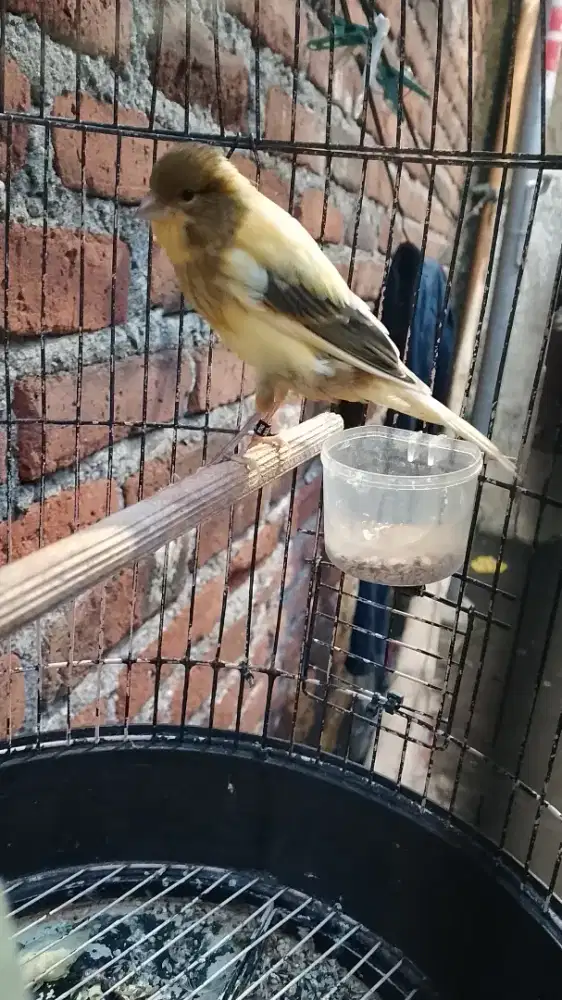 Kenari Loper 2 Bulan