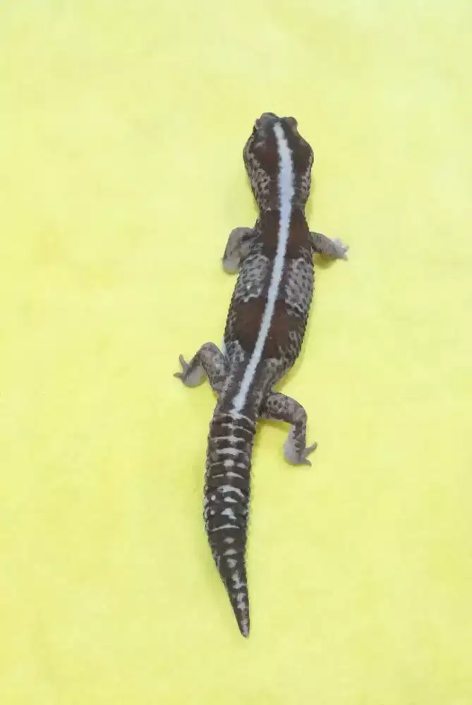 AFT GECKO OREO STRIPE JUMBO JANTAN