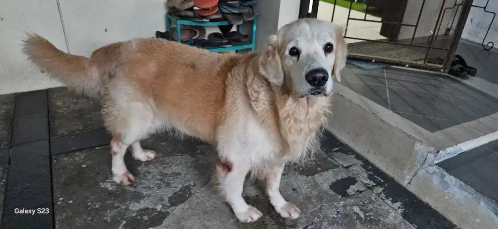 ANJING GOLDEN RETRIEVER