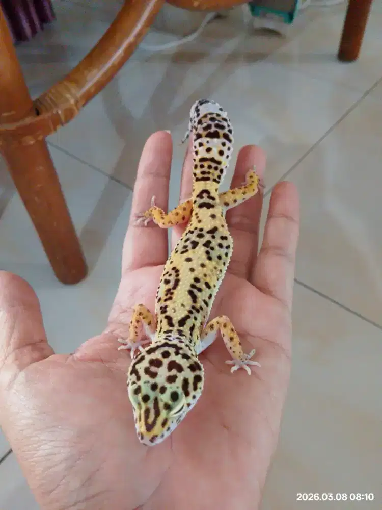 Leopard Gecko Morph Tremper