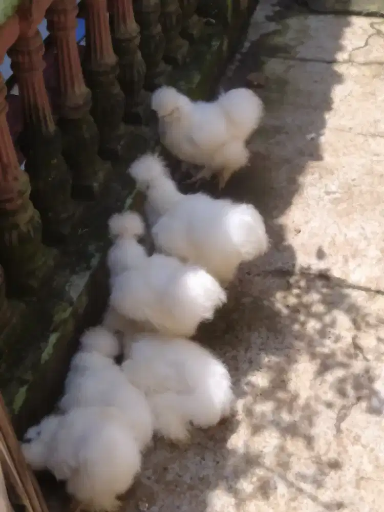 Ayam hias American silky