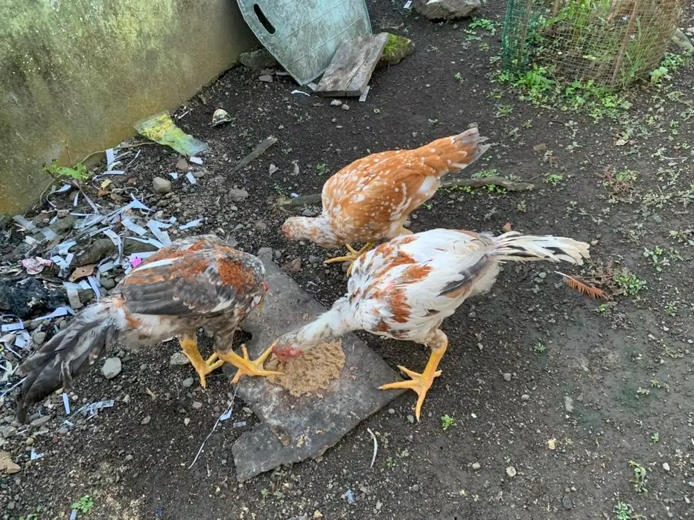 ayam silangan bangkok pelung