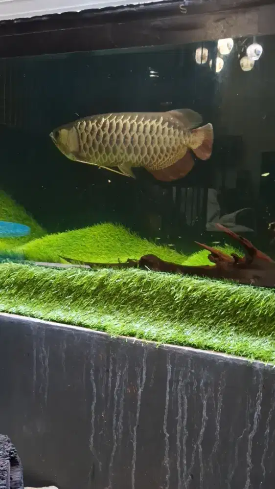 Arwana Golden Red 45cm