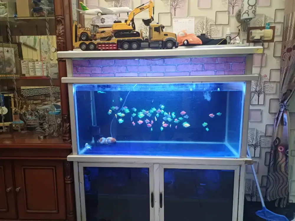 Aquarium fullsett + ikan glowfish