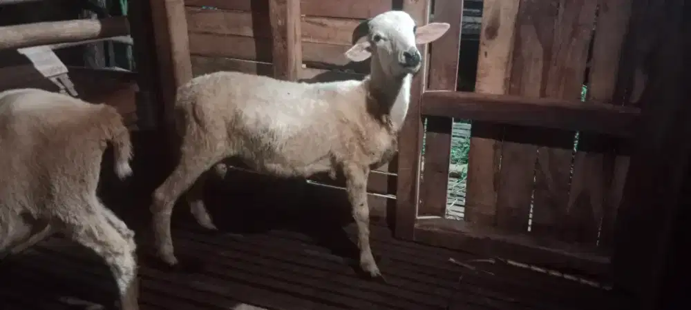 Hewan kurban sehat terawat