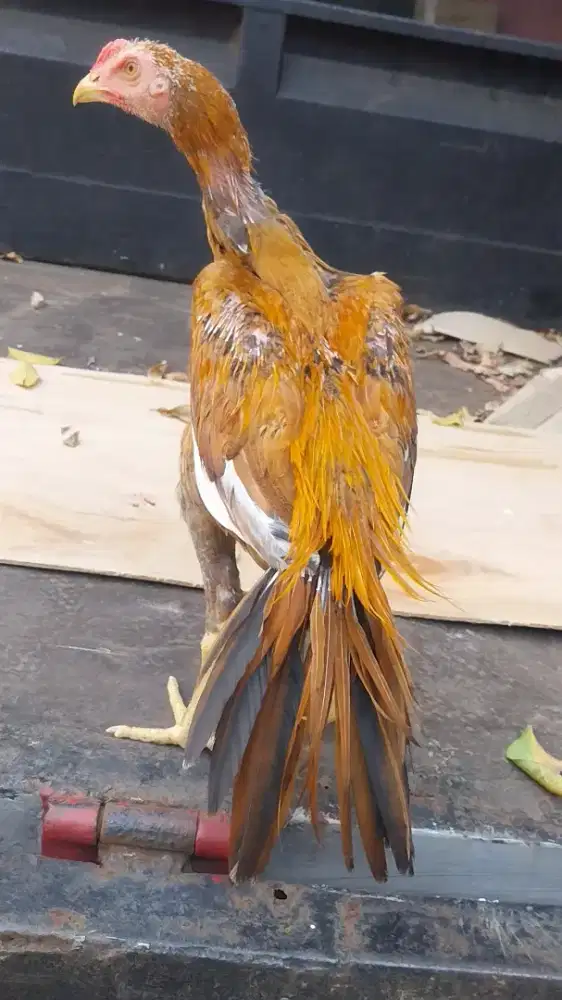 Ayam hias bangkok ekor lidi