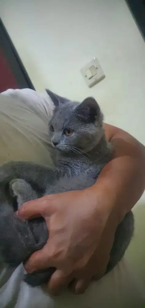 Lepas Adopt BSH Jantan