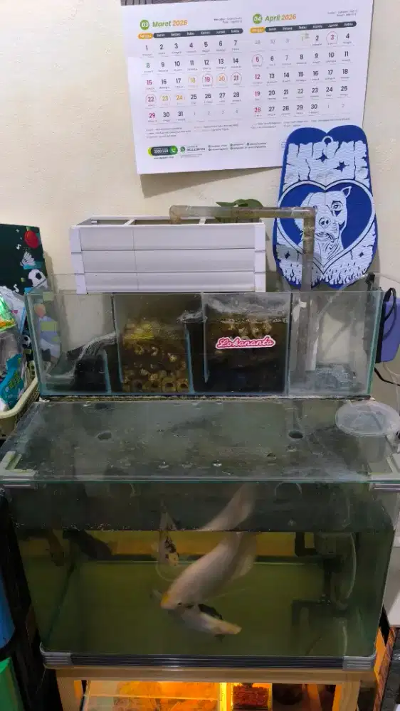 Aquarium Boyu 60x40x40