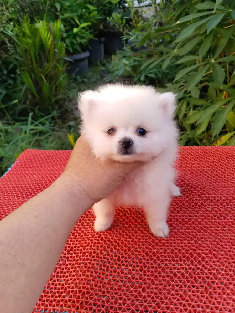 Anak anjing minipom