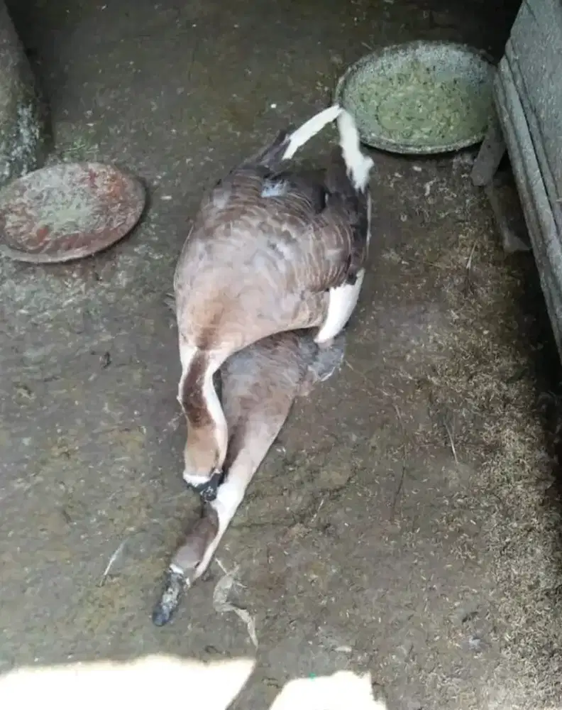 Sepasang soang/angsa benggala cokelat