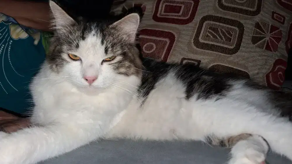 Jual cepat nih kucing saya