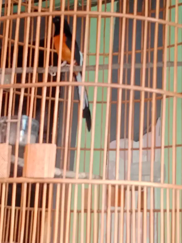 Murai f4 gaya sujud siap kontes