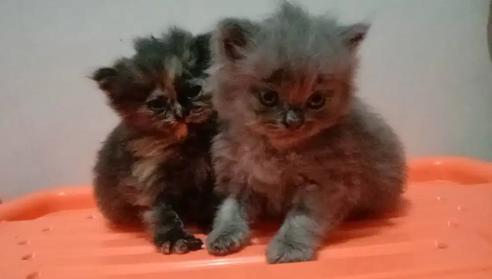 Sepasag kitten persia 2,5 bulan