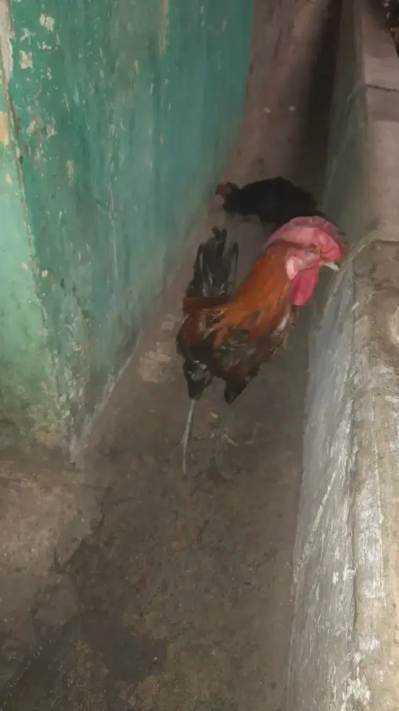 Jual ayam plung babon..ada 2 betina 1 jantan.jual satuan 180.000