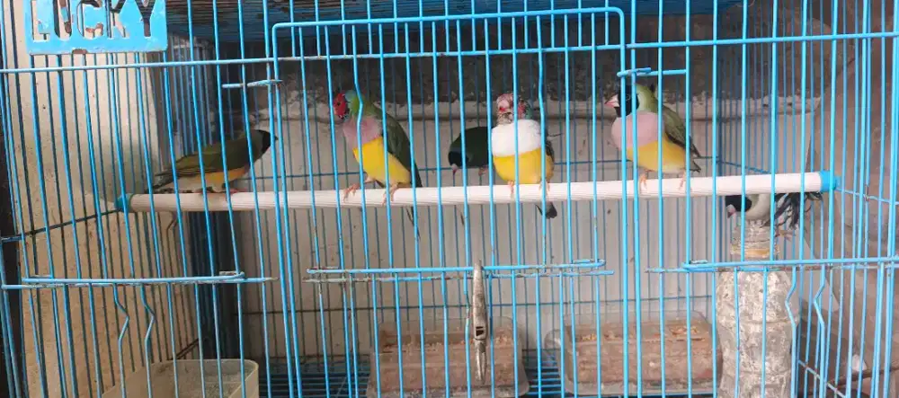 Dijual 3 Pasang Burung Gold Amadine Pelangi