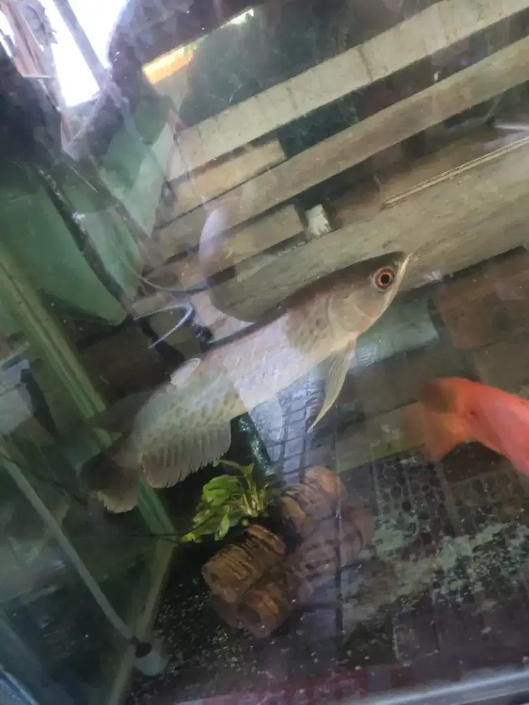 Arwana green pino sertifikat cip tanam