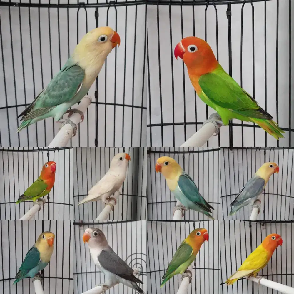 Lovebird paud aman milet