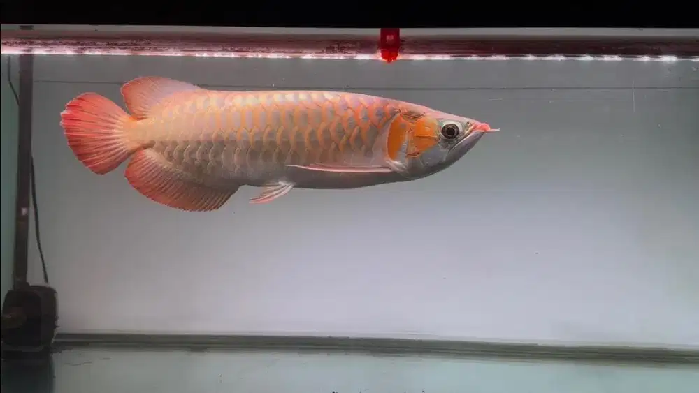 Ikan Arwana SR Super Red 4547cm