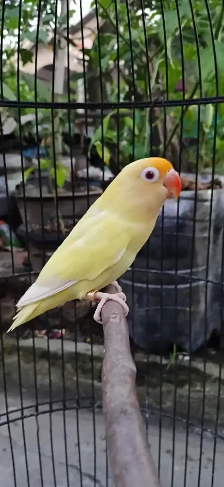 Lovebird  pb pf mata Merah