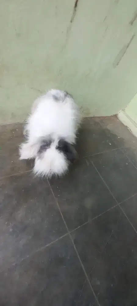 Kelinci Holland loop jantan