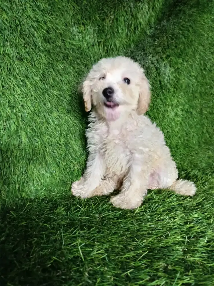 Poodle jantan apricot