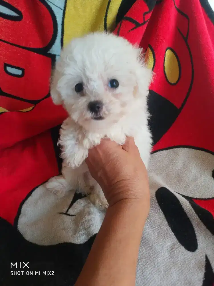 Female Bichon frise