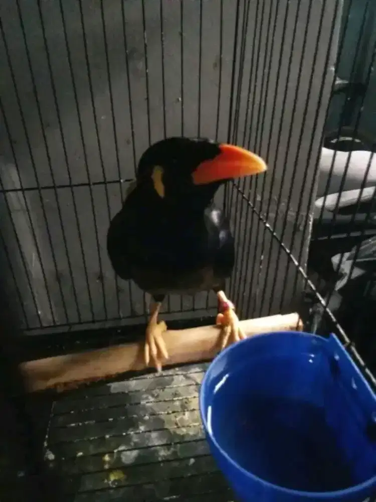 Jual burung jinak dan pintar