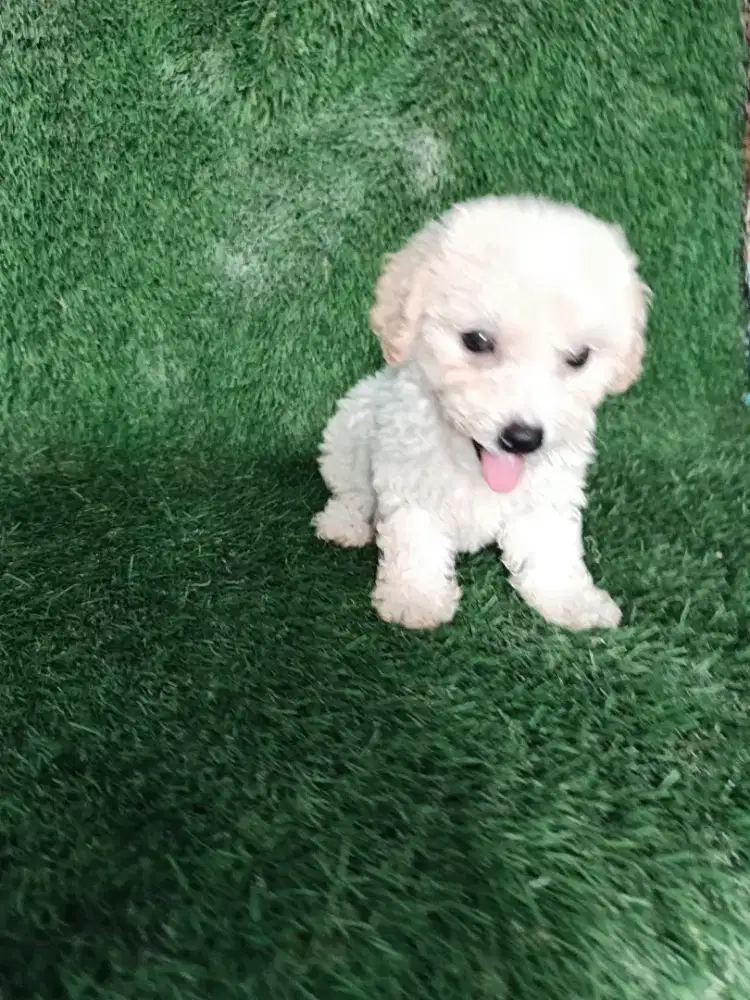 Poodle betina warna cream