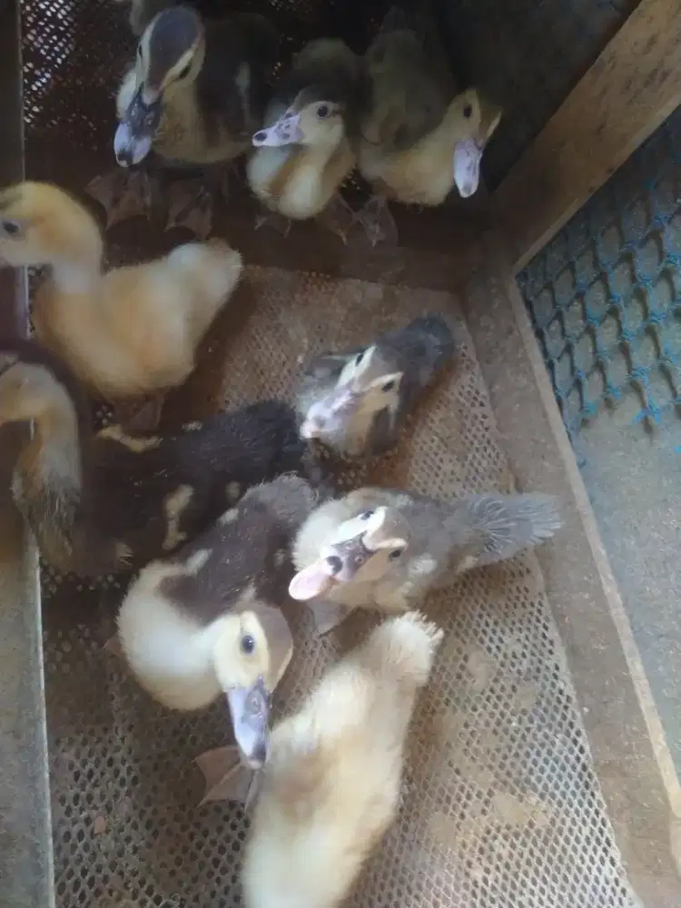 Entok anakan rambon blaster