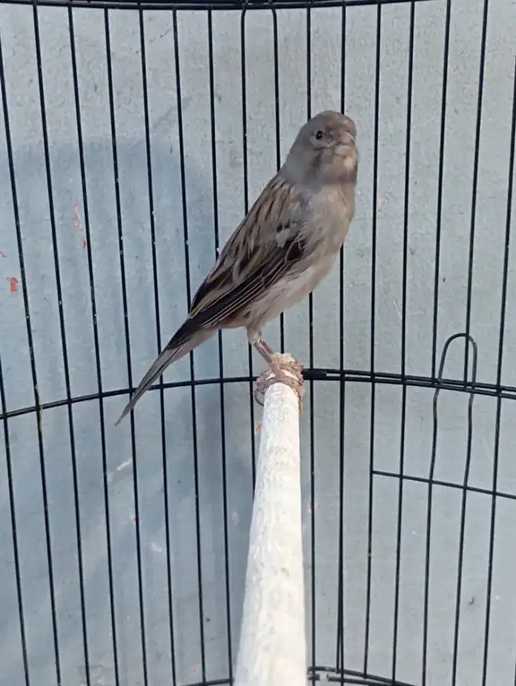 Burung kenari starblue gacor