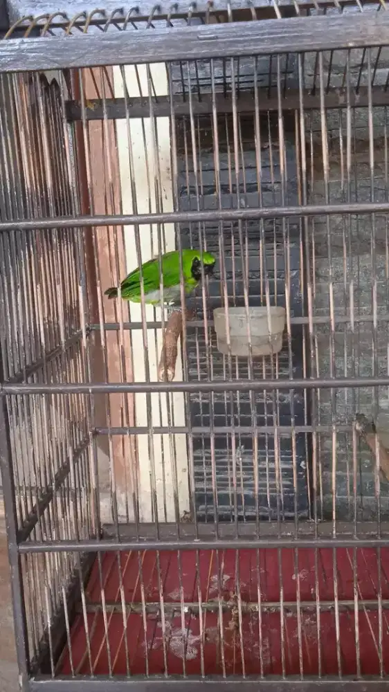 Jual burung cijobig dorong ekor