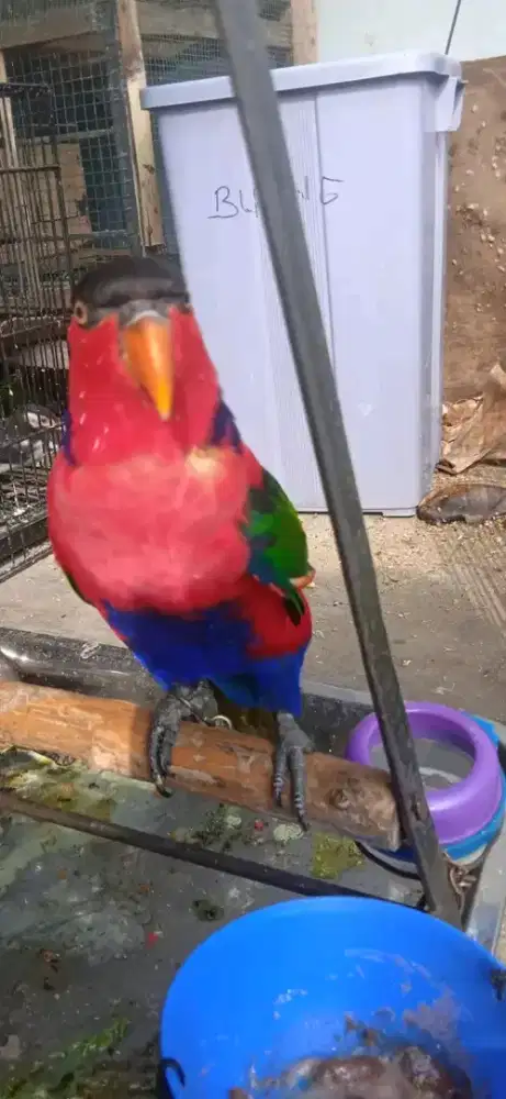 Jual burung kasturi jinak