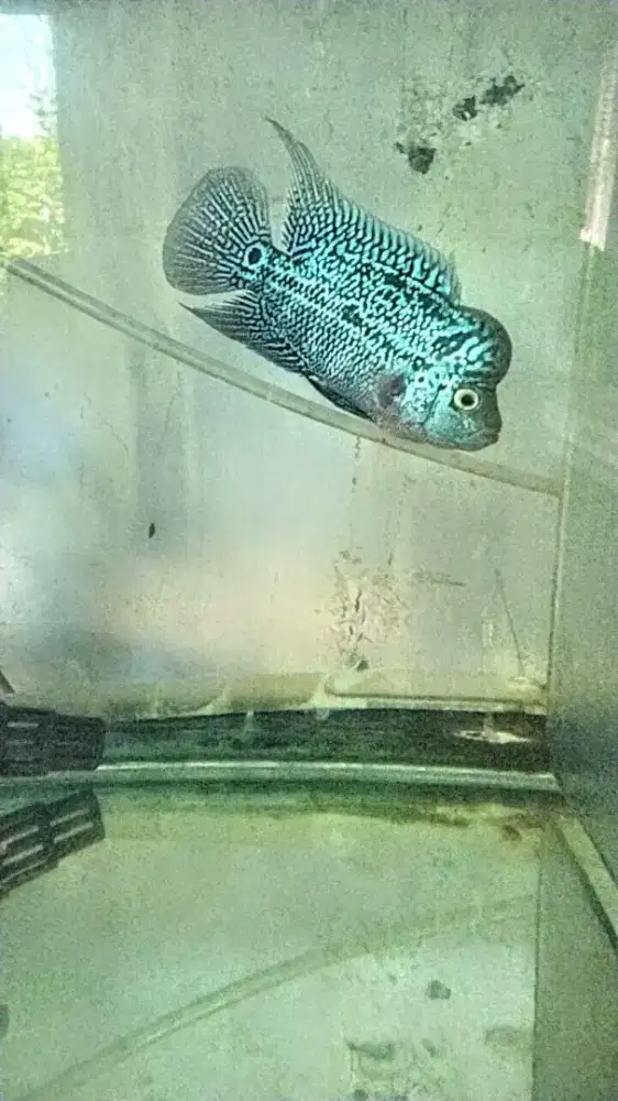 Louhan kamfa mata putih jenong